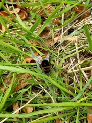 Bombus terrestris