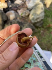 Cortinarius cinnamomeus