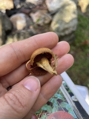 Cortinarius cinnamomeus