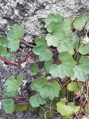 Cymbalaria muralis