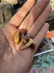 Cortinarius cinnamomeus