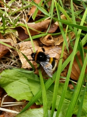 Bombus terrestris