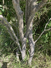 Ehretia saligna membranifolia