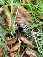 Bombus terrestris