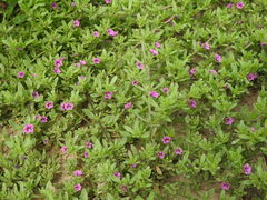 Calibrachoa parviflora