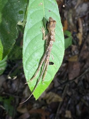 Anolis chrysolepis
