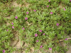 Calibrachoa parviflora
