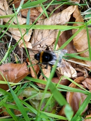 Bombus terrestris