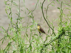 Agelasticus cyanopus