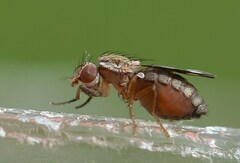 Trixoscelis marginella