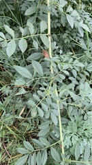 Glycyrrhiza echinata