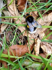 Bombus terrestris