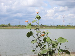 Callianthe pauciflora