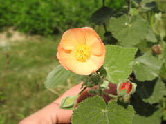 Callianthe pauciflora