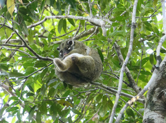 Pseudochirops archeri