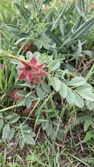 Glycyrrhiza echinata