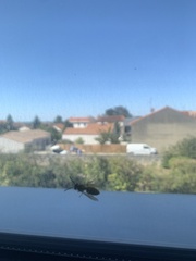 Vespula germanica