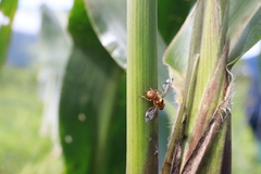 Zeugodacus cucurbitae