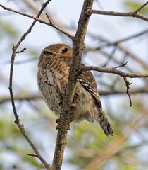 Glaucidium siju