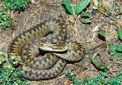 Vipera berus berus