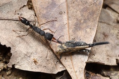 Harpegnathos venator