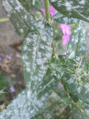 Golovinomyces magnicellulatus