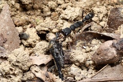 Harpegnathos venator