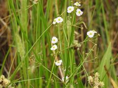 Alisma lanceolatum