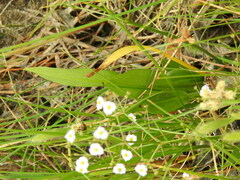 Alisma lanceolatum