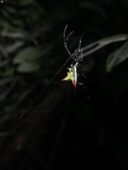 Micrathena schreibersi