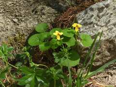 Viola biflora