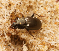 Harpalinae
