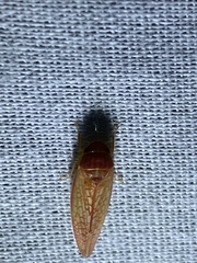 Gyponana gladia