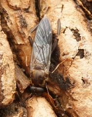 Stratiomyidae