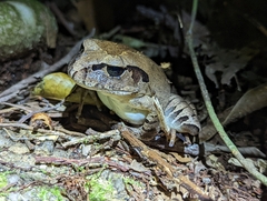 Mixophyes carbinensis