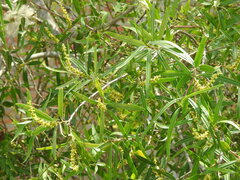 Sapium haematospermum
