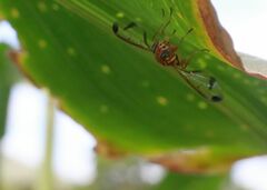 Zeugodacus cucurbitae