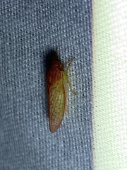 Gyponana gladia