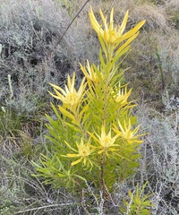 Leucadendron eucalyptifolium