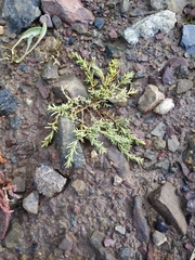 Suaeda maritima
