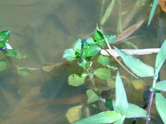 Ischnura capreolus