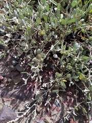Atriplex portulacoides