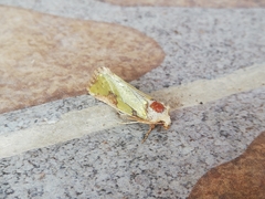 Chalcopasta