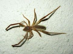 Solifugae