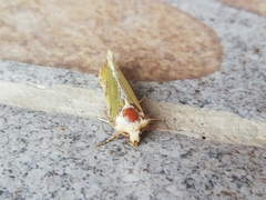 Chalcopasta