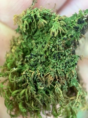 Trapeliopsis viridescens