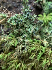 Trapeliopsis viridescens