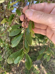 Erythroxylum australe