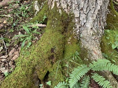 Trapeliopsis viridescens