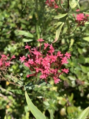 Centranthus